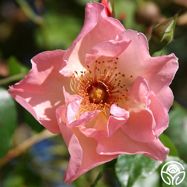 Summer Wine 4 Summer Wine - Image 2