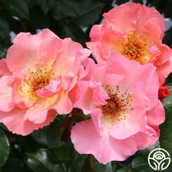 Summer Wine 9 Summer Wine -Heirloom Roses summerwine logo 02