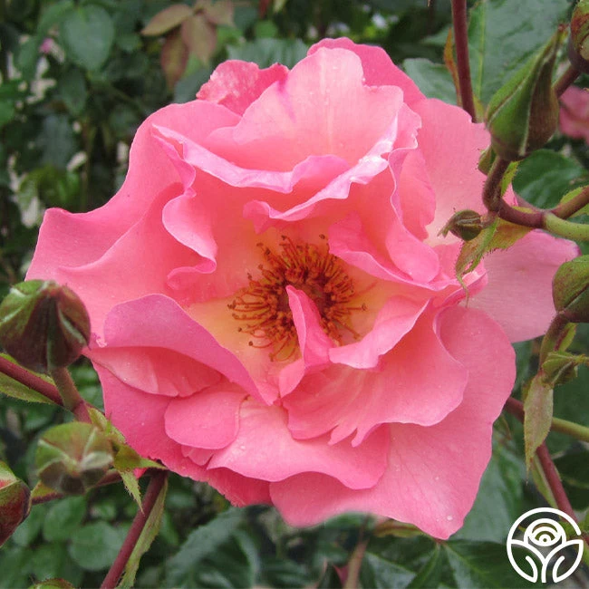 Summer Wine 3 Summer Wine