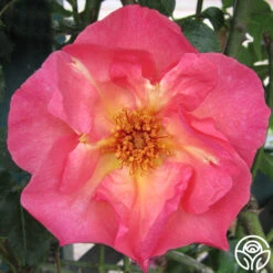 Summer Wine 10 Summer Wine -Heirloom Roses summerwine logo 04