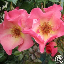 Summer Wine 11 Summer Wine -Heirloom Roses summerwine logo 05