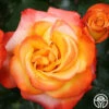 Sunita™ -Heirloom Roses sunita 1 1 1