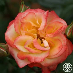 Sunita™ -Heirloom Roses sunita 2 8