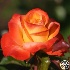 Sunita™ -Heirloom Roses sunita 3 8