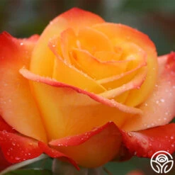 Sunita™ -Heirloom Roses sunita 5 8