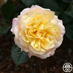 Sunny Abundance 14 Sunny Abundance -Heirloom Roses sunny abundance logo 05