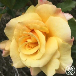 Eleganza® Sunny Sky -Heirloom Roses sunny sky 11