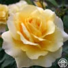 Eleganza® Sunny Sky -Heirloom Roses sunny sky 1 2