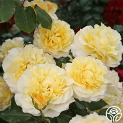 Eleganza® Sunny Sky -Heirloom Roses sunny sky 3 8