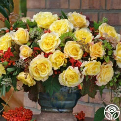 Eleganza® Sunny Sky -Heirloom Roses sunny sky 5 7