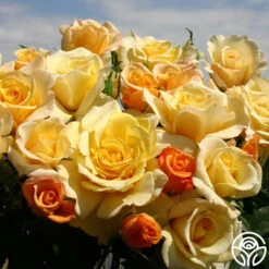 Eleganza® Sunny Sky -Heirloom Roses sunny sky 6