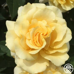Eleganza® Sunny Sky -Heirloom Roses sunny sky 7