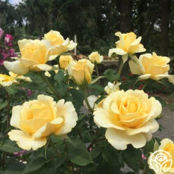Eleganza® Sunny Sky -Heirloom Roses sunny sky 8