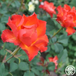 Sunrise At Heirloom™ 27 Sunrise At Heirloom™ -Heirloom Roses sunrise at heirloom 1 1