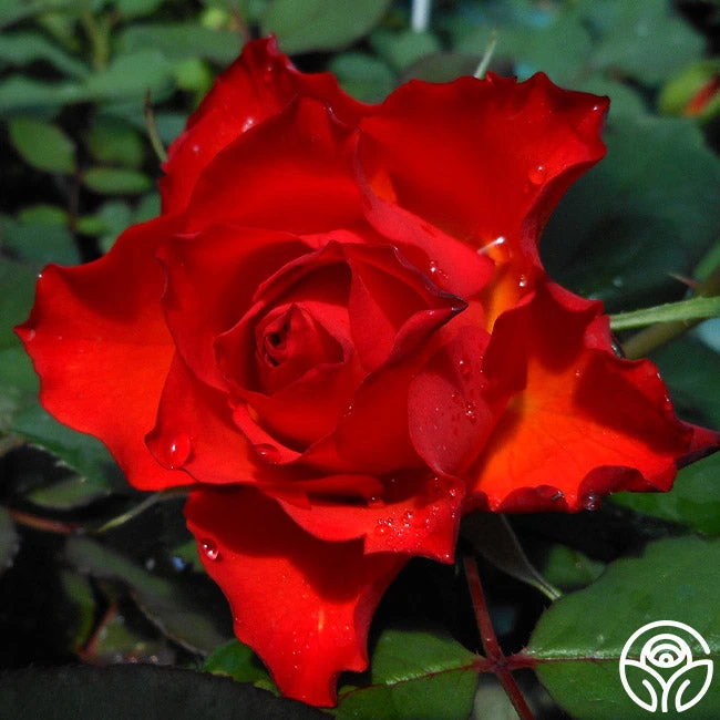 Sunrise At Heirloom™ 14 Sunrise At Heirloom™ - Image 12