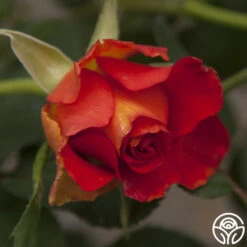 Sunrise At Heirloom™ 25 Sunrise At Heirloom™ -Heirloom Roses sunrise at heirloom 3 2