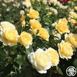 Sunshine Daydream™ -Heirloom Roses sunshine daydream .3