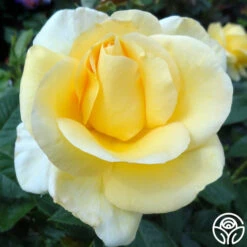 Sunshine Daydream™ -Heirloom Roses sunshine daydream 1 5