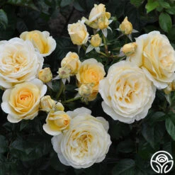 Sunshine Daydream™ -Heirloom Roses sunshine daydream 2 1 1