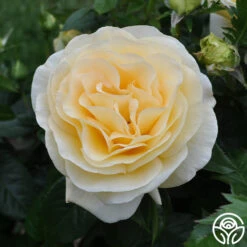 Sunshine Daydream™ -Heirloom Roses sunshine daydream 5 1