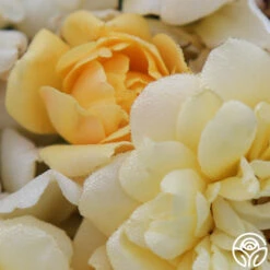 Sunshine Sally 8 Sunshine Sally -Heirloom Roses sunshine sally 2 8