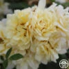 Sunshine Sally -Heirloom Roses sunshine sally 3 1