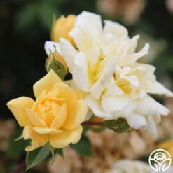 Sunshine Sally 9 Sunshine Sally -Heirloom Roses sunshine sally 4