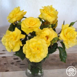 Sunsprite -Heirloom Roses sunsprite 18