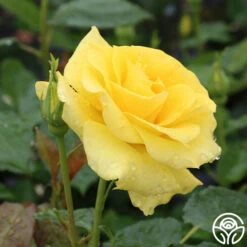 Sunsprite -Heirloom Roses sunsprite 2 1