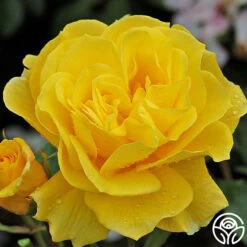 Sunsprite -Heirloom Roses sunsprite 4 1