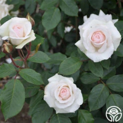 Swan Lake -Heirloom Roses swan lake 11