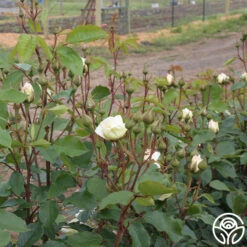 Swan Lake -Heirloom Roses swan lake 12