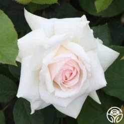 Swan Lake -Heirloom Roses swan lake 14