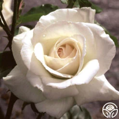 Swan Lake -Heirloom Roses swan lake logo 04