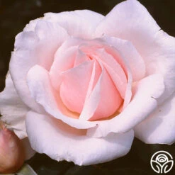 Sweet Afton -Heirloom Roses sweet afton 1 1