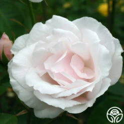 Sweet Afton -Heirloom Roses sweet afton 2 1