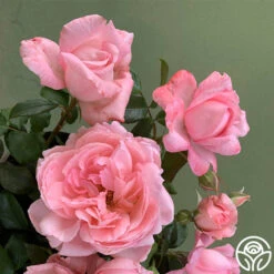 Sweet Eloise™ 8 Sweet Eloise™ -Heirloom Roses sweet eloise 2