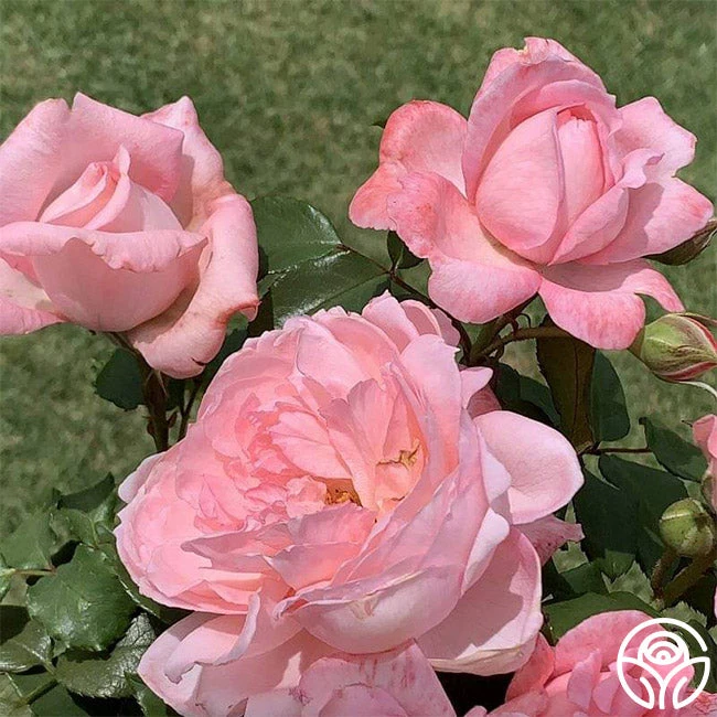 Sweet Eloise™ 4 Sweet Eloise™ - Image 2