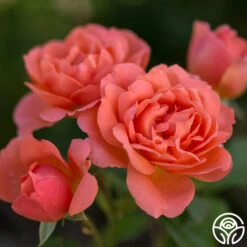 Sweet Fragrance 13 Sweet Fragrance -Heirloom Roses sweet fragrance 5