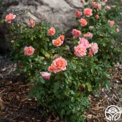 Sweet Fragrance 15 Sweet Fragrance -Heirloom Roses sweet fragrance 6 1