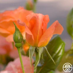 Sweet Fragrance 17 Sweet Fragrance -Heirloom Roses sweet fragrance 7 1