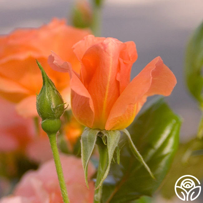 Sweet Fragrance 10 Sweet Fragrance - Image 8