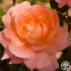 Sweet Fragrance 16 Sweet Fragrance -Heirloom Roses sweet fragrance 8 1