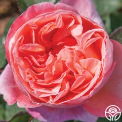 Sweet Mademoiselle™ -Heirloom Roses sweet mademoiselle 2 1