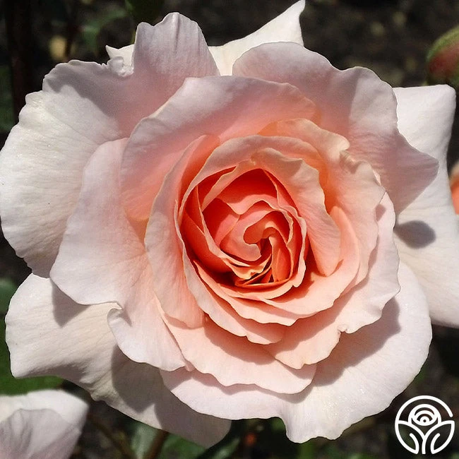 Sweet Sixteen™ 4 Sweet Sixteen™ - Image 2