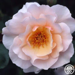 Sweet Sixteen™ 7 Sweet Sixteen™ -Heirloom Roses sweet sixteen 3 1 2