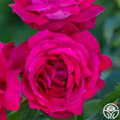 Sweet Spirit™ 9 Sweet Spirit™ -Heirloom Roses sweet spirit 2 1