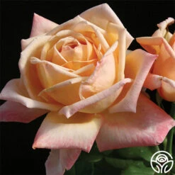 Tahitian Sunset™ 7 Tahitian Sunset™ -Heirloom Roses tahitian sunset 3 1 1