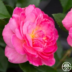 Tahitian Treasure™ -Heirloom Roses tahitian treasure 3