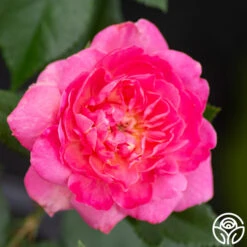 Tahitian Treasure™ -Heirloom Roses tahitian treasure 4